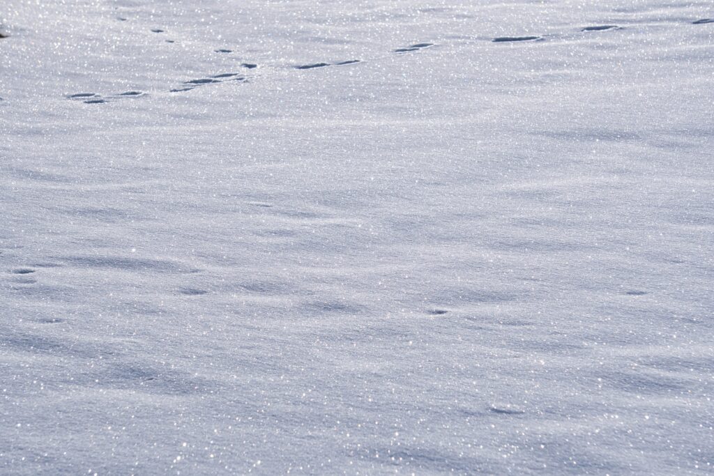 ニセコ スキー場 パウダースノー