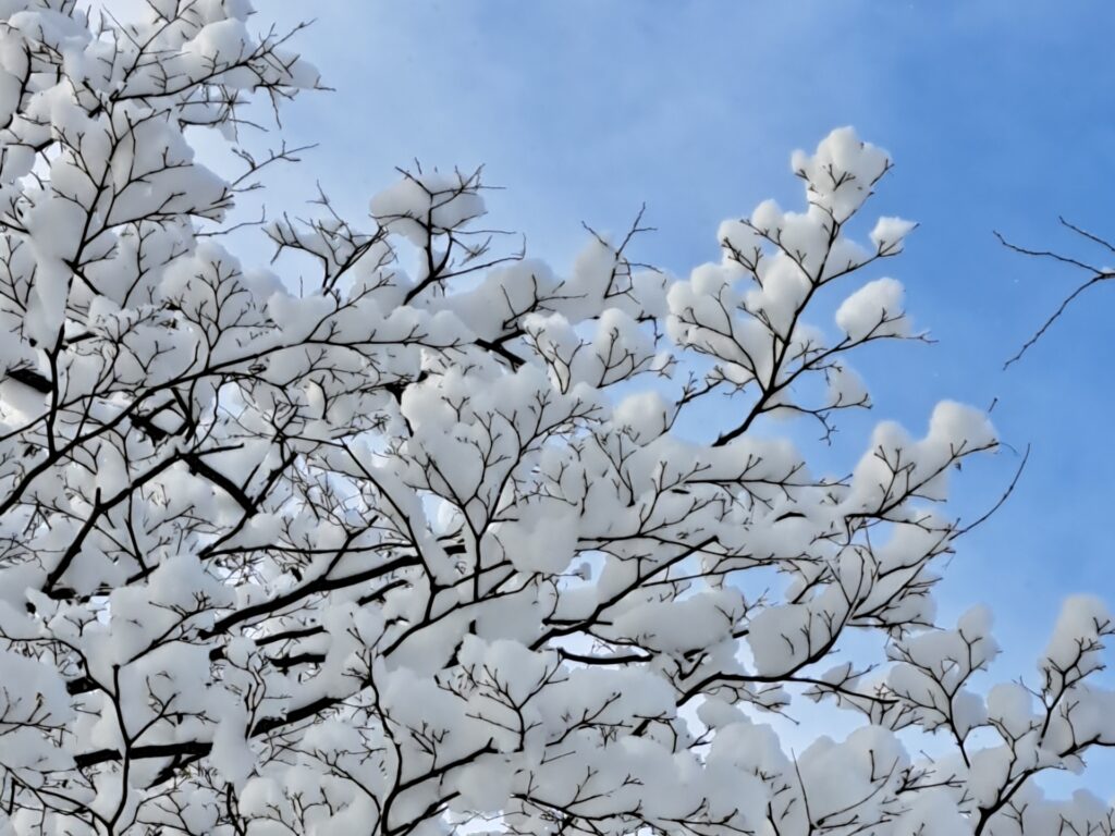 雪 スキー場 スキー場の天気