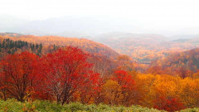 ニセコ　一面の紅葉・黄葉