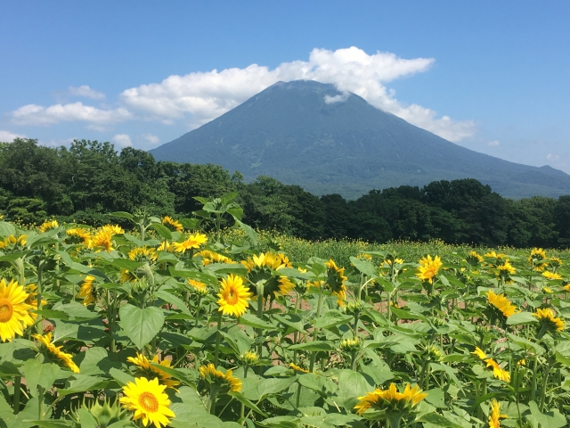 ニセコ　羊蹄山 ひまわり　観光